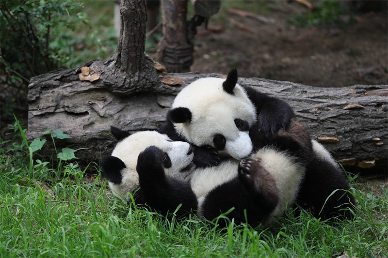 熊猫双胞胎