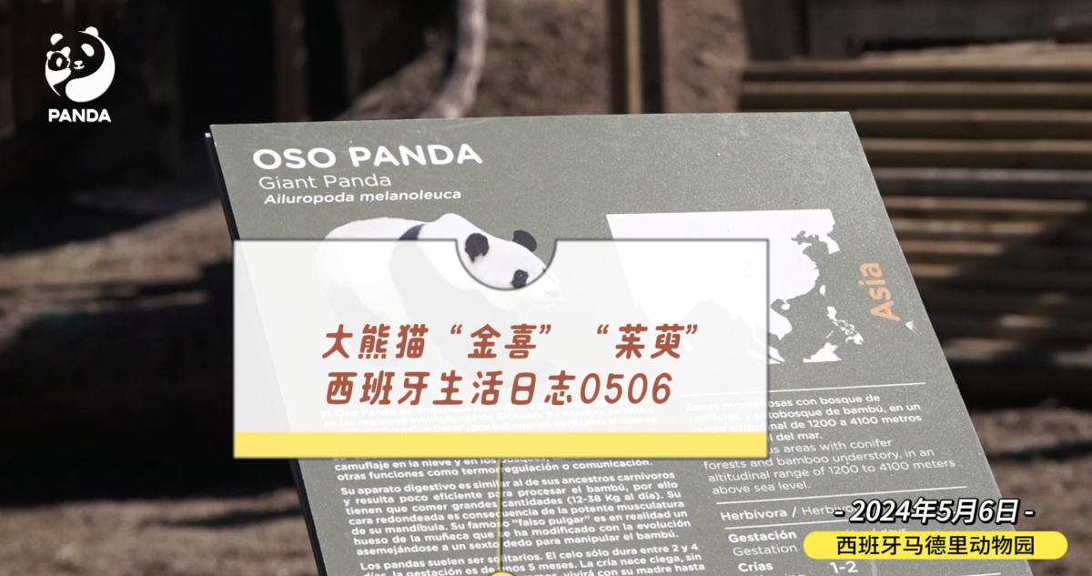 大熊猫“金喜”“茱萸”